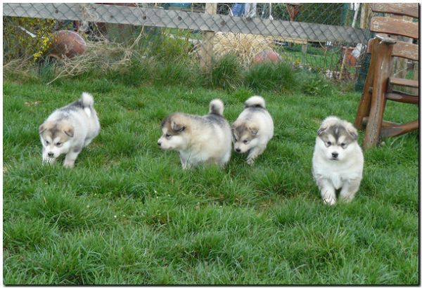 E Wurf 5 Woche 154.jpg